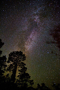 星空夜空 有奶状的天空和高高的树影图片