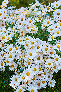 同类白花和黄色花花的大群 大类图片