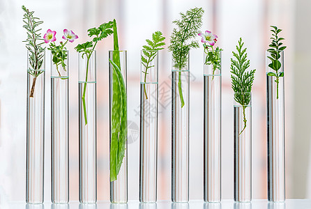 关于药用植物的科学实验 科学实验香菜花卉技术韭菜药物美德茴香草本植物概念实验室图片