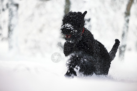 快乐的黑色长毛狗在雪地里 大狗对下雪很高兴 雪地里的黑狗 俄罗斯黑梗在白雪皑皑的公园里散步 如果你在冬天遛狗会发生什么长发小狗乐图片