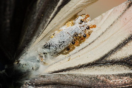 红蚂蚁吃死蝴蝶动物眼睛花园荒野生活商业地面野生动物工人食物图片