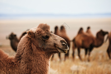 蒙古草原上的柏格人骆驼 游牧人的运输 牧场上动物群的放牧草原小路旅行荒野哺乳动物单峰季节游牧民族世界骑术图片