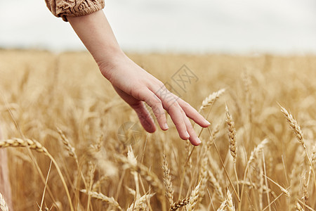 秋季概念 农用手工业种植的季节图片