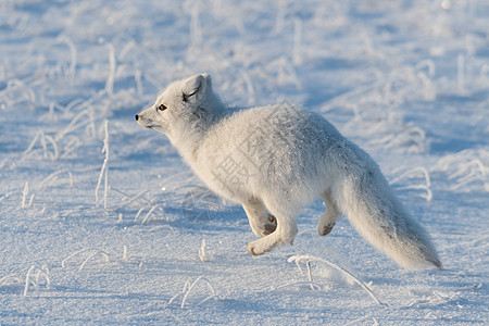冬季在苔原的野北极狐 白北极狐在奔跑尾巴打猎猎人野生动物狐狸动物群白狐食肉背景动物图片