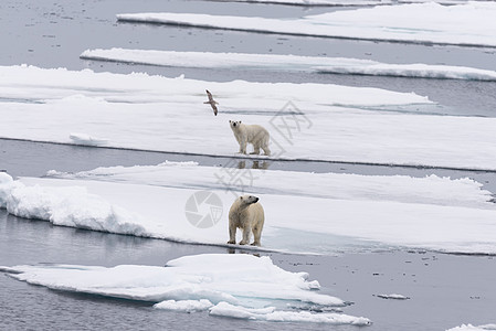 北极熊在挪威斯瓦尔巴北极以北的圆冰上的母亲和双幼崽气候捕食者男性荒野摄影旅行环境海洋动物野生动物图片
