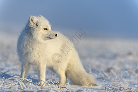 北极狐在野生苔原中 北极狐站立打猎白狐眼睛动物群捕食者尾巴背景猎人毛皮视频图片