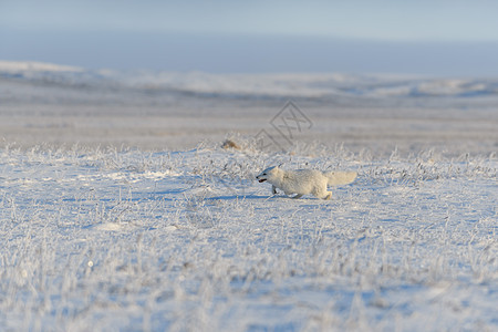 冬季在苔原的野北极狐 白北极狐在奔跑打猎狐狸白狐荒野眼睛毛皮野生动物气候晴天哺乳动物图片