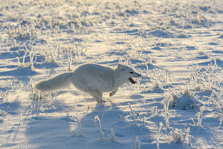 冬季在苔原的野北极狐 白北极狐在奔跑打猎猎人野生动物爪子动物群眼睛动物晴天食肉尾巴图片
