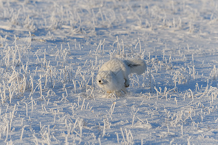 冬季在苔原的野北极狐 白北极狐在奔跑打猎气候尾巴白狐动物群食肉背景毛皮眼睛狐狸图片
