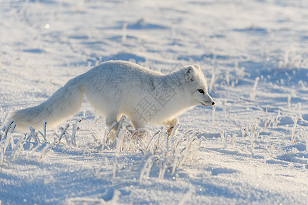 冬季在苔原的野北极狐 白北极狐在奔跑食肉野生动物白狐猎人眼睛晴天打猎狐狸哺乳动物背景图片