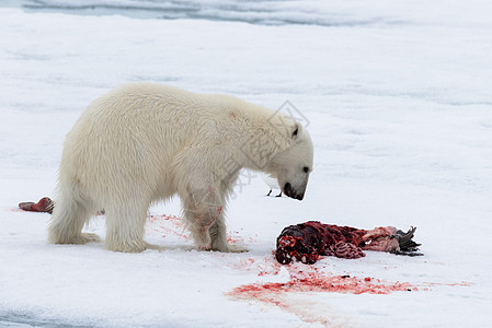 北极熊在冰块上吃海豹动物气候海洋摄影海事环境捕食者男性旅行野生动物图片