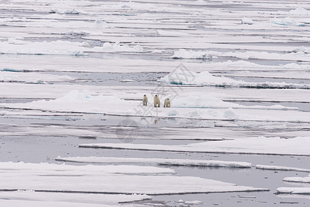 北极熊在挪威斯瓦尔巴北极以北的圆冰上的母亲和双幼崽哺乳动物环境摄影海事海洋男性气候荒野捕食者旅行图片