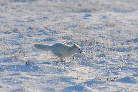 冬季在苔原的野北极狐 白北极狐在奔跑爪子动物气候捕食者荒野哺乳动物眼睛狐狸打猎动物群图片