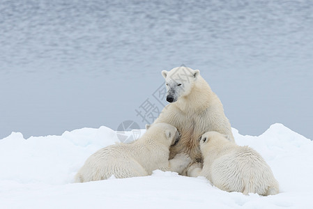 北极熊妈妈在挪威斯瓦尔巴北极北面的冰块上喂幼崽旅行野生动物动物海事孩子们捕食者摄影荒野环境哺乳动物图片