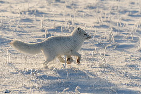 冬季在苔原的野北极狐 白北极狐在奔跑动物荒野背景晴天兔兔眼睛食肉爪子打猎气候图片