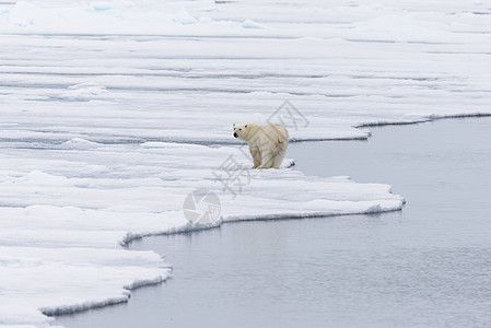 北极熊在斯瓦尔巴斯匹茨贝根岛以北的冰块上飘浮旅行男性气候荒野动物环境摄影捕食者野生动物海洋图片