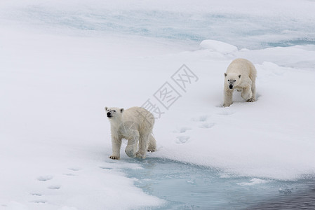 北极熊母亲和幼熊在挪威斯瓦尔巴北极北面的冰块上荒野海事海洋捕食者环境气候动物野生动物摄影旅行图片