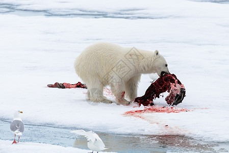 北极熊在冰块上吃海豹荒野气候海洋环境旅行哺乳动物男性摄影动物捕食者图片