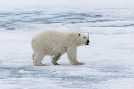 北极熊在斯瓦尔巴斯匹茨贝根岛以北的冰块上飘浮野生动物海洋哺乳动物动物旅行气候环境摄影捕食者男性图片