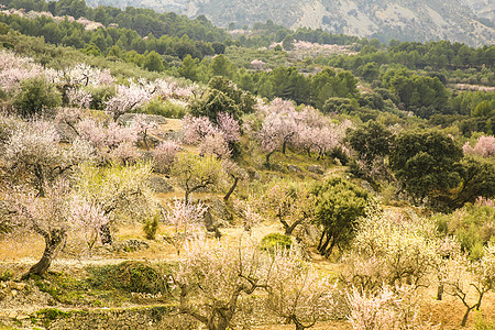 Aitana山的景观和盛开的杏树花瓣季节天空环境蓝色阳光野花山脉路线生活图片