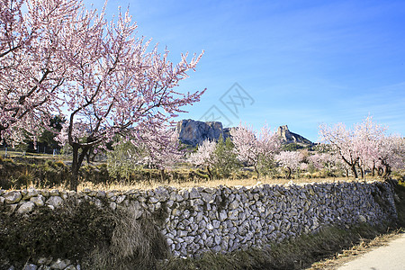 Aitana山的景观和盛开的杏树农业季节环境植物群花瓣场地野花杏仁天空草地图片