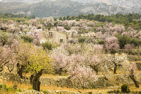 Aitana山的景观和盛开的杏树花瓣阳光天空季节蓝色杏仁场地草地环境植物群图片