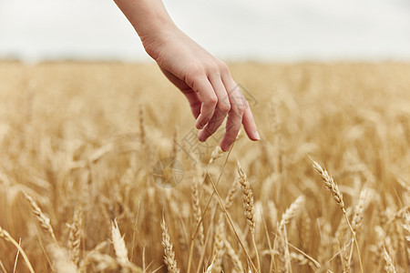 女性小麦收获有机无尽田地的手小小麦农场收成大麦女士植物金子农民新作物晴天玉米图片