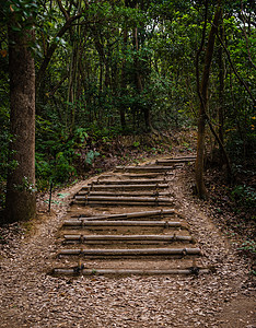 森林中的竹布楼梯 日本福冈岛沙高里图片