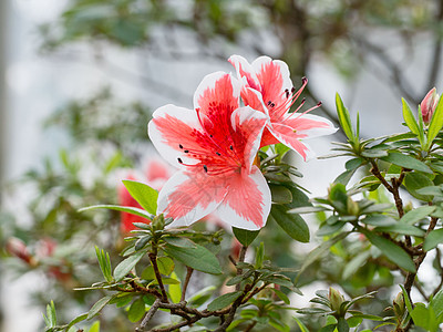 美丽花的本底园艺花瓣白色亚热带投标雄蕊植物群花园花朵温室图片