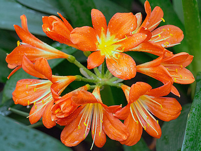 美丽花的本底君子兰叶子投标植物群橙子植物学植物衬套宏观花园图片