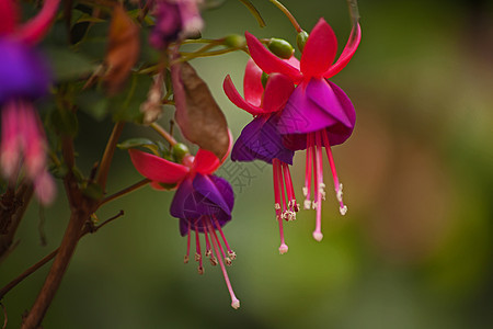 Fuchsia花朵宏观 14700图片