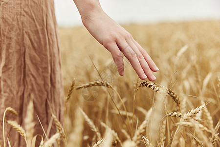 初夏阳光灿烂的日子 农夫抚摸着金色的麦田 关心着麦穗的成熟图片