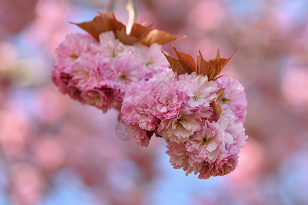 春红樱花花花朵 樱树季节枝条阳光植物樱花花园玫瑰晴天蓝色紫色花瓣图片