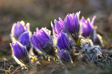 春花 美丽的鲜花和有天然颜色背景的太阳植物群花粉花园花瓣白头翁植物学过敏季节紫色宏观图片