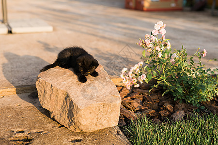 在石头上露户的黑小猫 宠物和家居猫的概念胡须草地毛皮短发动物公园眼睛警报猫咪小动物图片