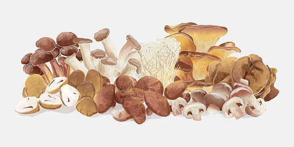 一组食用蘑菇组 背景 古代水彩色 矢量插图图片