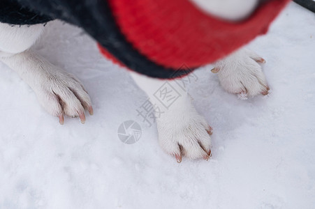 在白雪上贴近狗爪图片