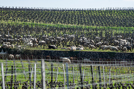 法国博尔多葡萄园 济儿园放牧的家养羊场地藤蔓农村葡萄园婴儿环境动物羊毛小动物晴天图片