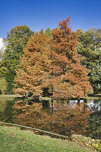 秋树在池塘中闪耀季节树干叶子黄色树叶绿色公园植物群风景木头图片