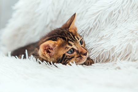 在毛毯上躺着的 深黑灰色木炭金刚猫图片