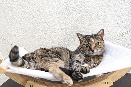 放松的猫动物摄影盒子注意力流浪毛皮眼睛宠物街道橙子背景图片