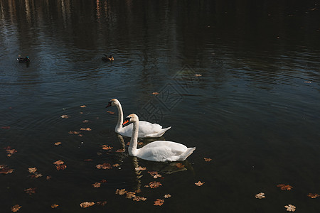 一对美丽的白天鹅在水面上 两只优雅的白天鹅在漆黑的水湖中游弋生态池塘夫妻反射环境墙纸羽毛场景野生动物天鹅图片