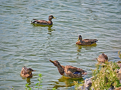 秋天河上一群野鸭子 总计划翅膀蓝色羽毛反射团体池塘鸟类水鸟公园水禽图片