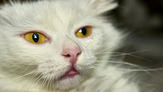 黄眼的土耳其安哥拉语毛皮宠物哺乳动物眼睛工作室猫咪相机蓝色猫科动物货车图片