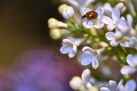 坐在一朵美丽的花上 低光背景 淑女牛 小草鸟 蜜蜂 母牛的颜色植物群香葱花园摄影蓝色宏观动物紫色草地昆虫图片