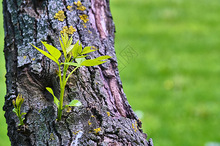 树叶从花冠树的树丛中长出 颜色花园发芽叶子生活森林宏观植物学季节枝条树枝图片