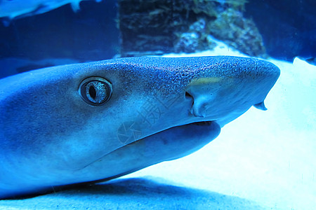 蓝色调的鲨鱼眼睛特写 瞳孔美的吓人 危险动物的掠夺性凝视 前景中精细鳞片的反射 白鳍礁鲨图片
