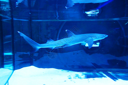 白鳍礁鲨 蓝色调的鲨鱼眼睛特写 瞳孔美的吓人 危险动物的掠夺性凝视 前景中精细鳞片的反射海洋黑与白旅行珊瑚水族馆荒野生活野生动物图片