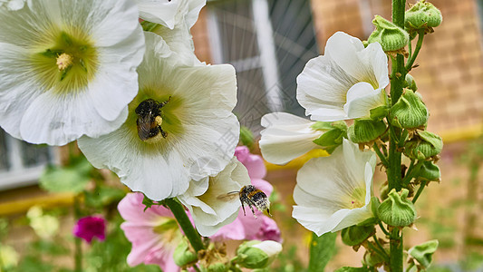 大黄蜂在花朵中收集花粉 贴近颜色昆虫动物蜜蜂花园宏观紫色花蜜蜂蜜蓝色衬套图片