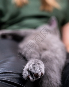 宏中的猫爪子 选择性焦点 模糊背景背景图片